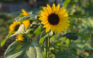 Mehr über den Artikel erfahren Die Sonnenblume: Ein botanisches Wunder und Symbol der Freude